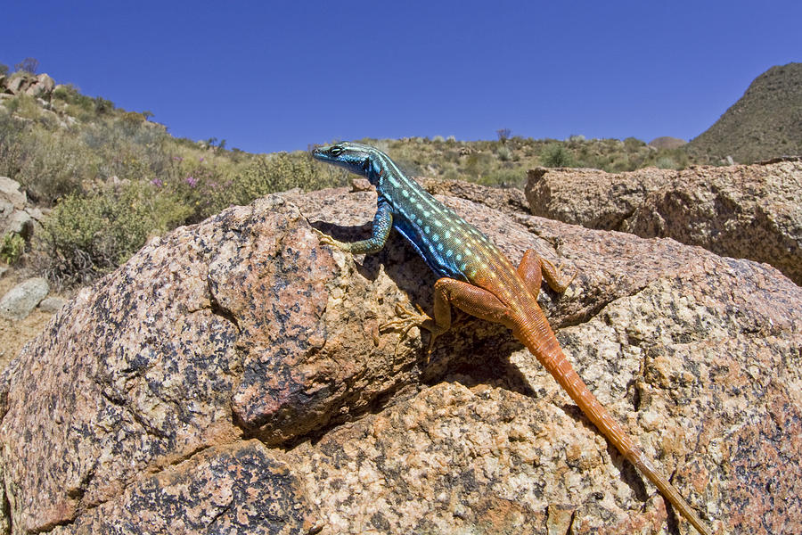 Cape Flat Lizard  South Africa Photograph by Piotr Naskrecki