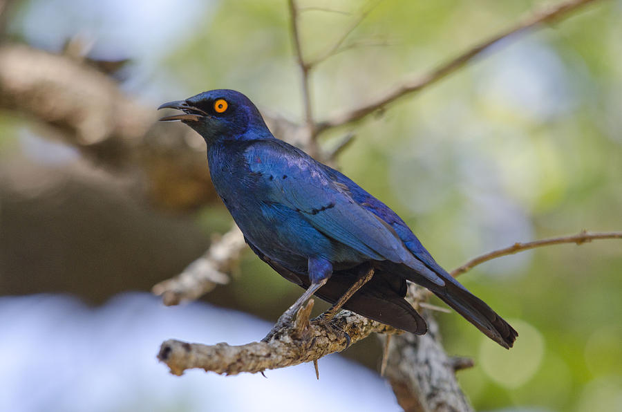 Cape Glossy starling Photograph by Perry Van Munster