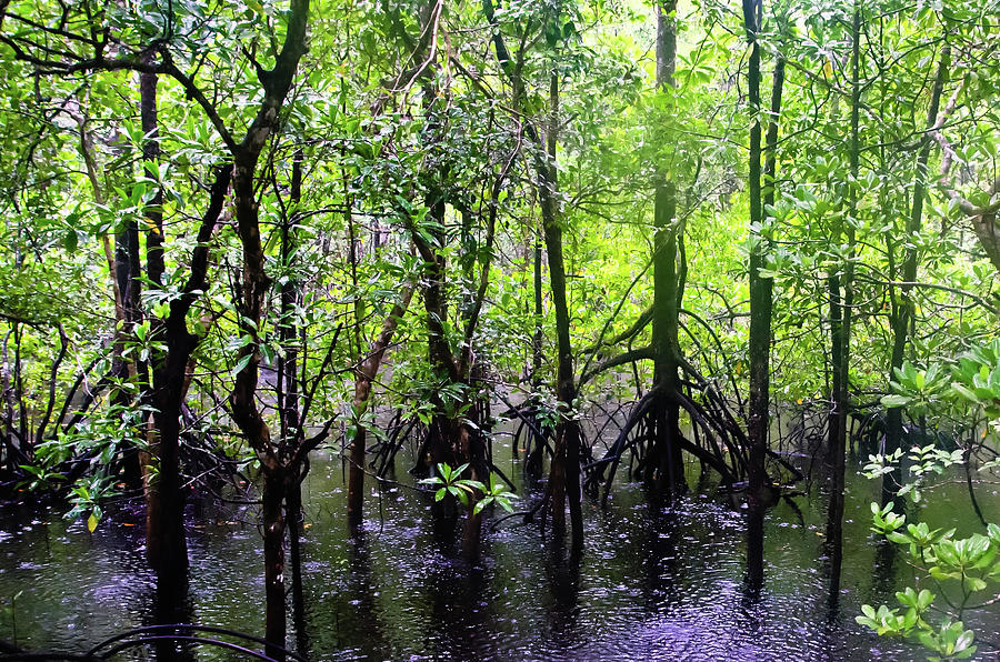 Cape Tribulation Rain Forest Mangroves Photograph by Harry Strharsky