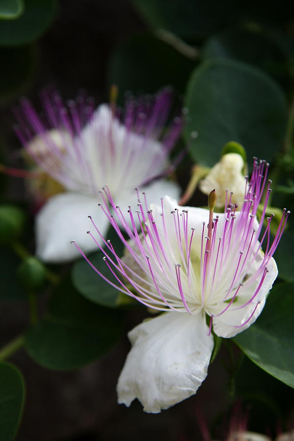 Caper Flower I Photograph by Christiane Schulze Art And Photography