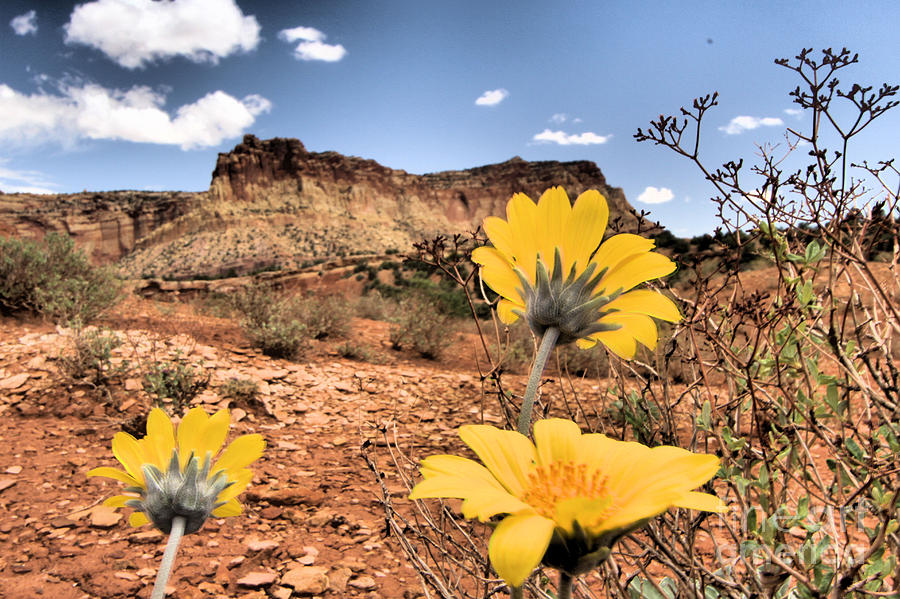 Capitol Reef National Park Photograph - Capitol Flowers by Adam Jewell