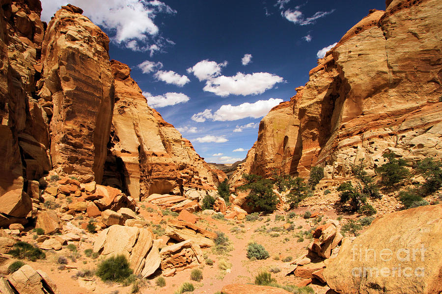 Capitol Reef Cohab Canyon Photograph by Adam Jewell