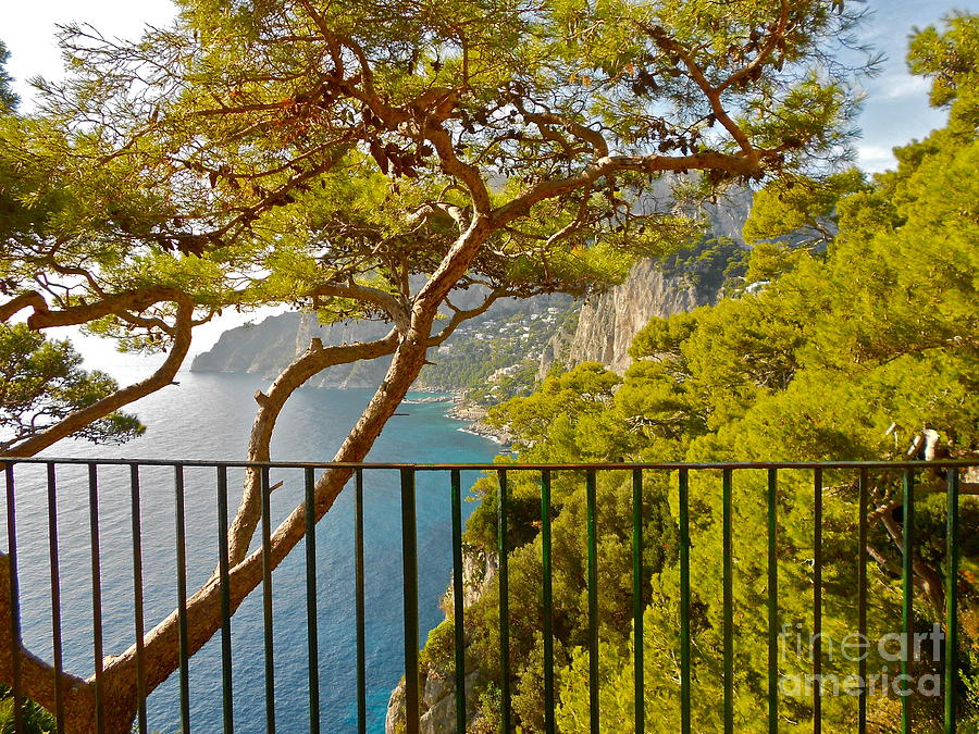 Capri panorama with tree Photograph by Italian Art