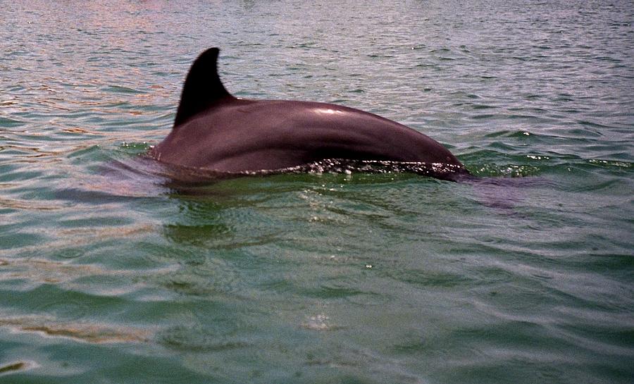 Captiva Dolphin Photograph by Gary Smith