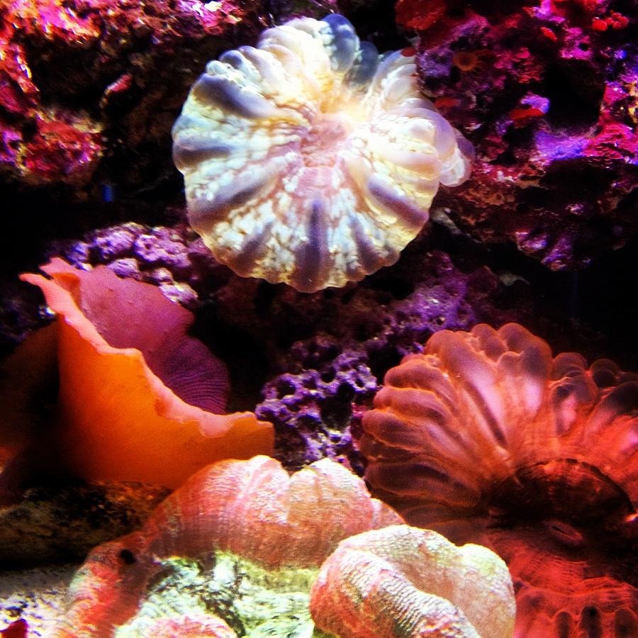 Captivating Coral Photograph by Lora Mercado