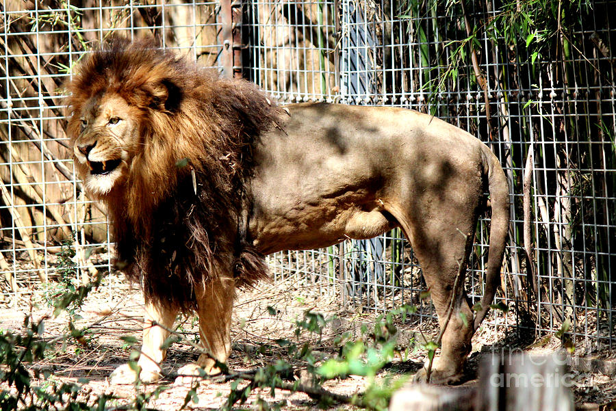 Captive Lion Photograph by Kathy  White