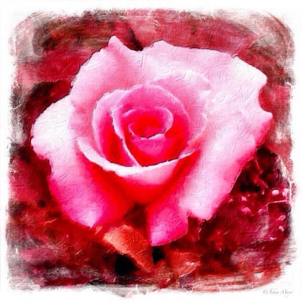 Rose Photograph - Captured In Pink - Barbie Or Peptones? by Photography By Boopero