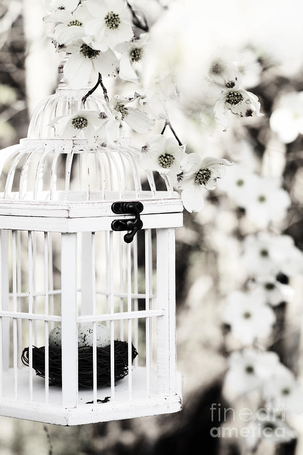 Captured Spring in Black and White Photograph by Stephanie Frey