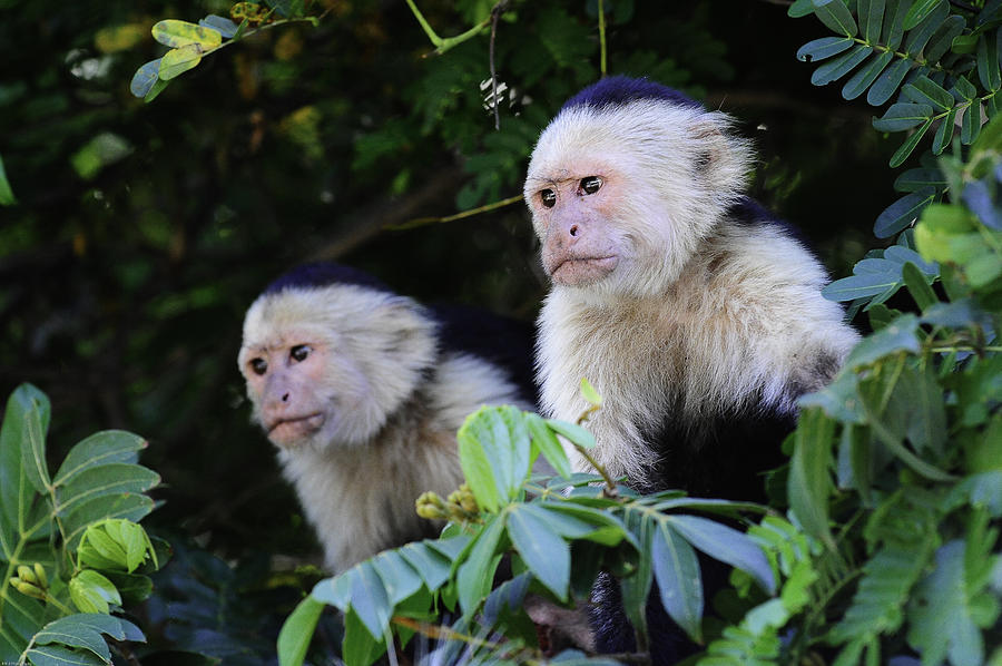 Capuchin Monkey Photograph by Edward Kovalsky