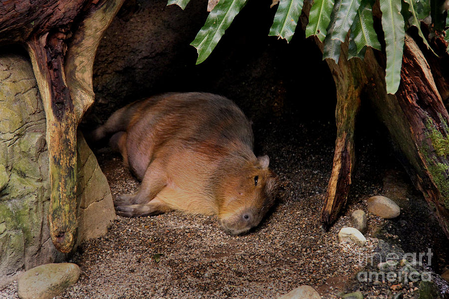 Capybara Photograph by Lee Dos Santos