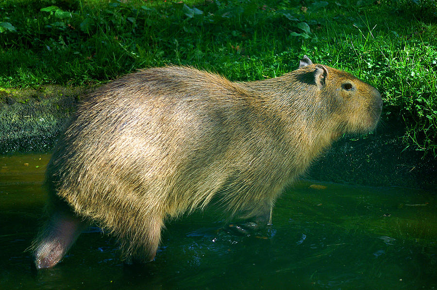 Capybara Water Rat Photograph by Rianna Stackhouse