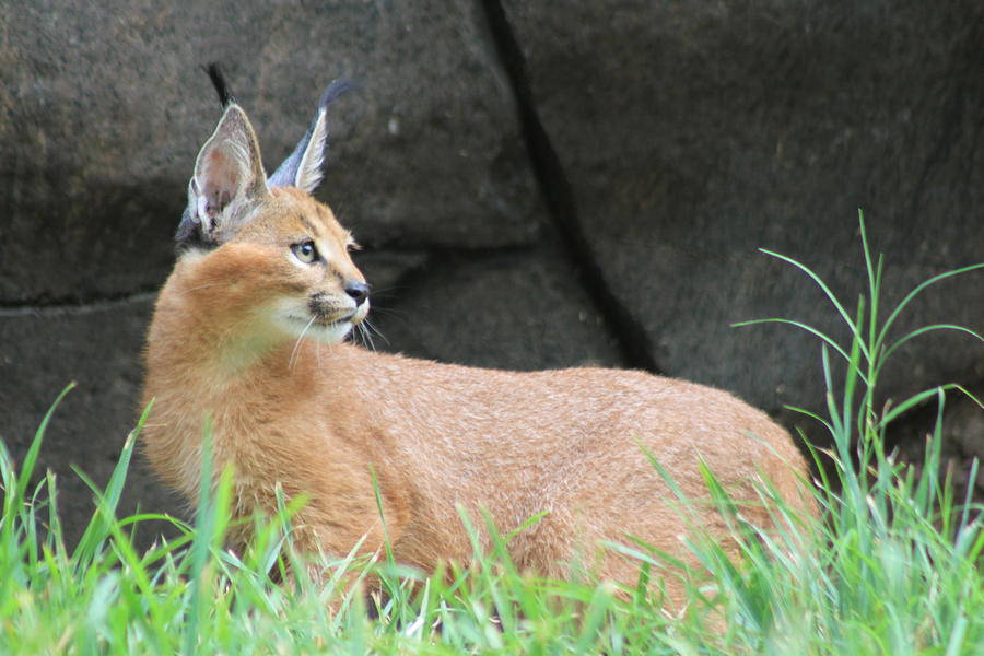 Caracal Concentration Photograph by Laddie Halupa