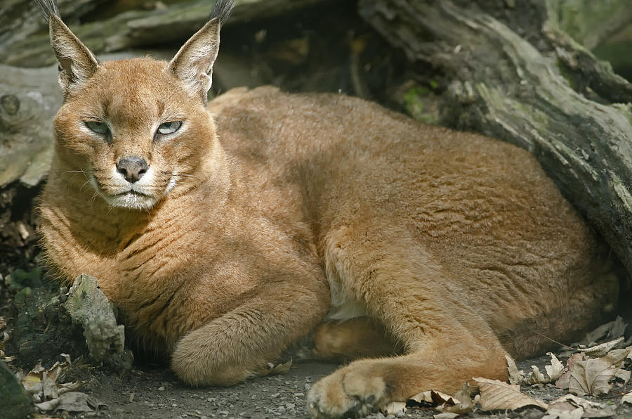 Caracal Photograph by JT Lewis