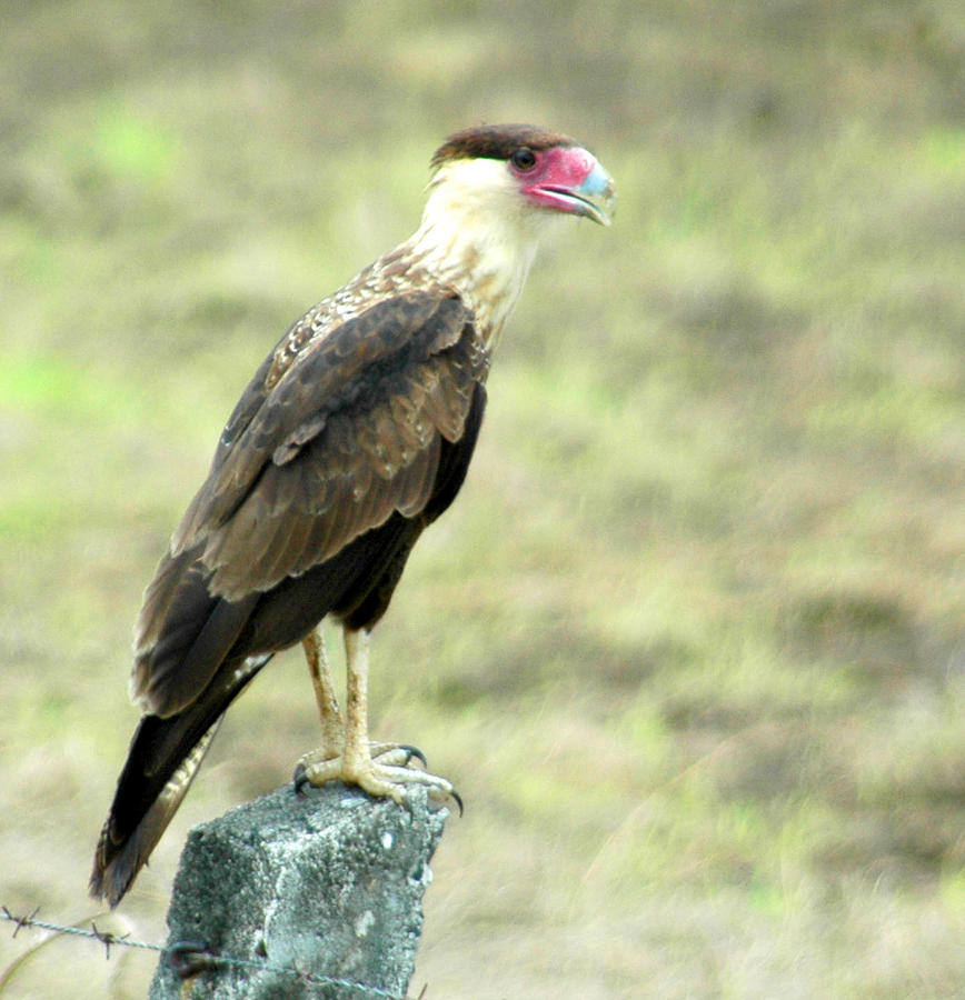 Caracara Photograph By Timothy Mangino - Fine Art America