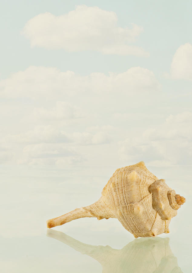 Conch Photograph - Caracola by Vicente Gonzalez