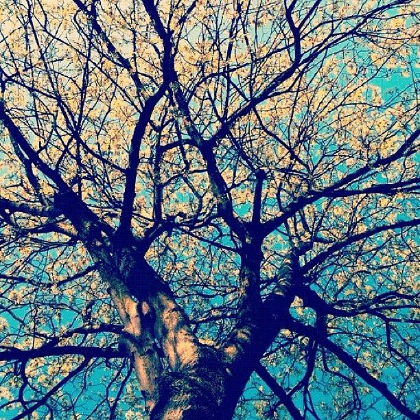 Tree Photograph - Cardiff, Uk. Springtime 2012 by Shafik Ismail
