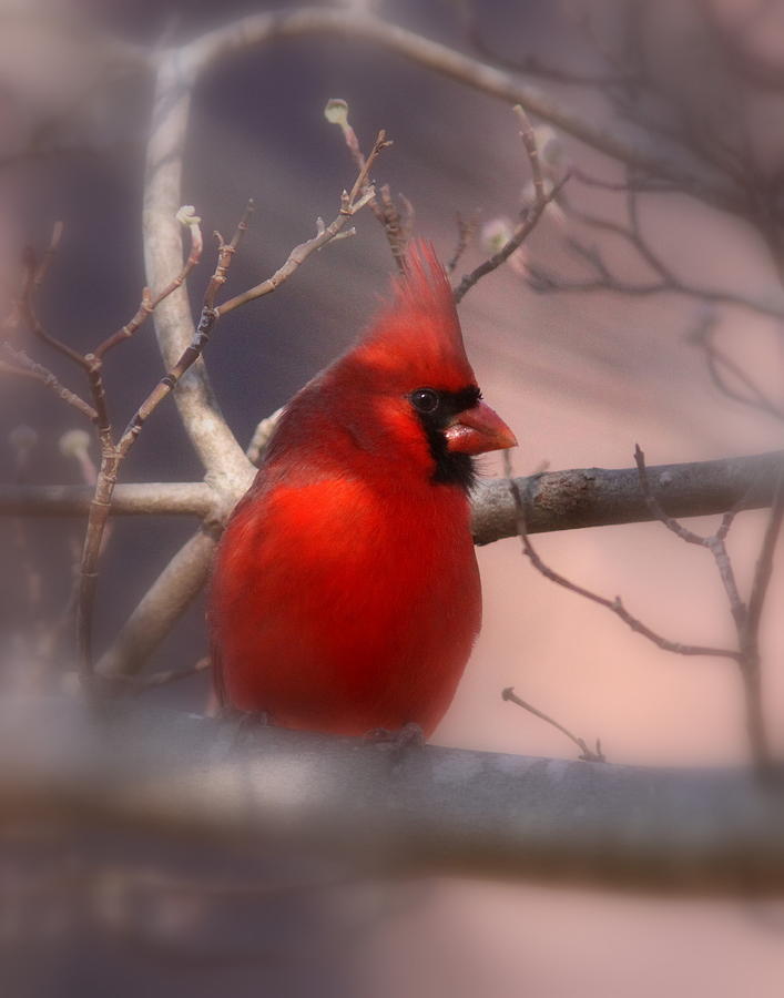 Cardinal Photograph - Cardinal - Unafraid by Travis Truelove