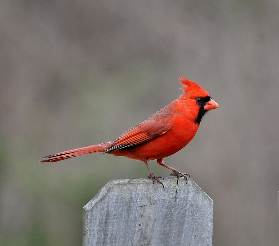 Cardinal Photograph - Cardinal 1 by Todd Hostetter