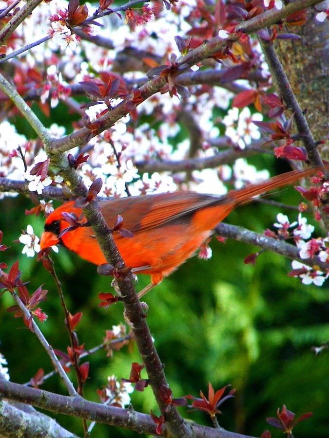 Nature Photograph - Cardinal 2 by Judy Wanamaker