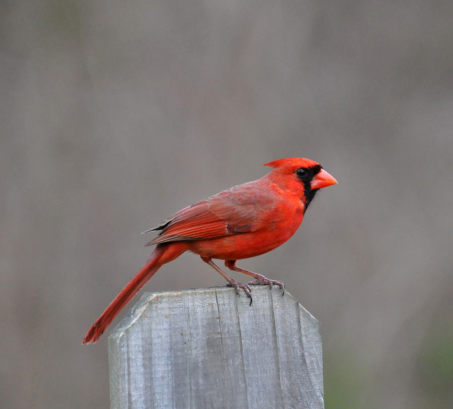 Cardinal Photograph - Cardinal 2 by Todd Hostetter