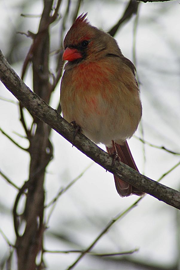 Cardinal 3 Photograph by Joe Faherty