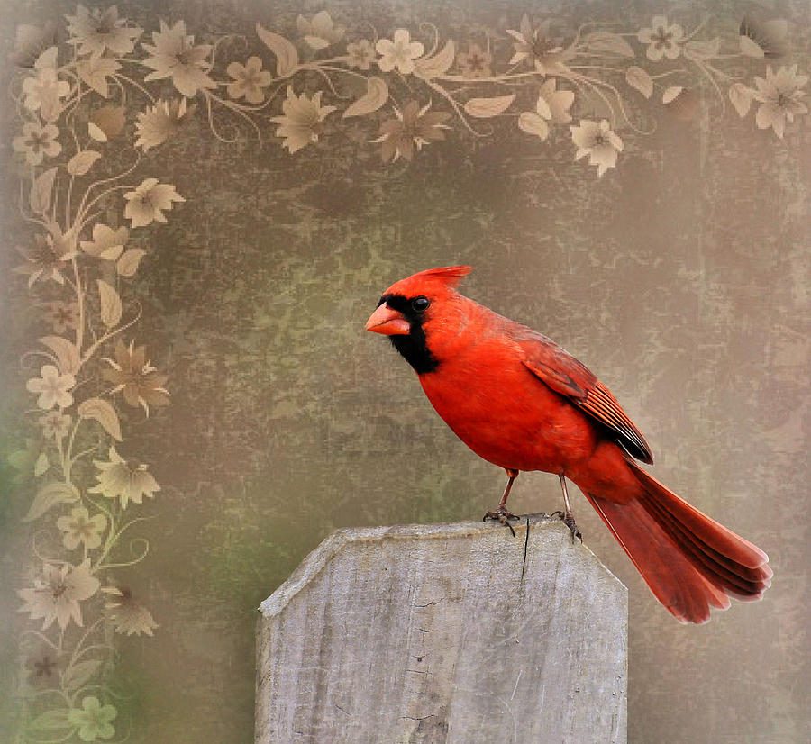 Cardinal Photograph - Cardinal 3 by Todd Hostetter