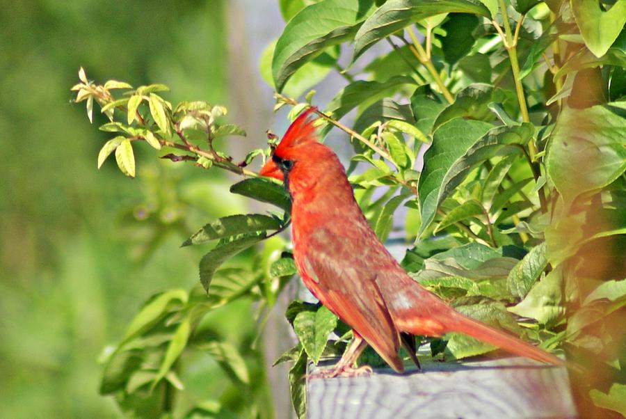 Cardinal 6 Photograph by Joe Faherty