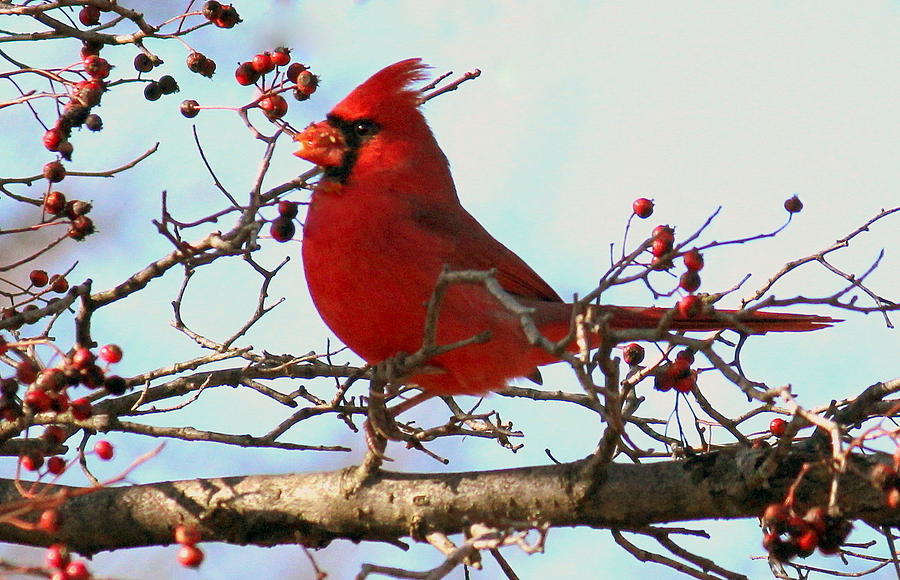 Cardinal Photograph - Cardinal and Berries by Rosanne Jordan