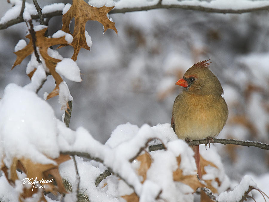 Cardinal and Snowy Oak Photograph by Don Anderson