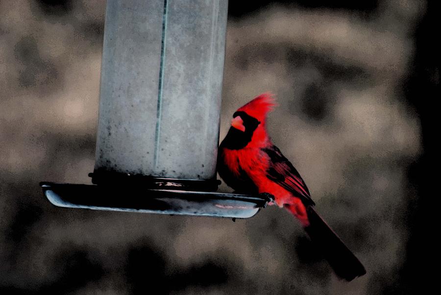 Cardinal Photograph - Cardinal by Andrew Mroz