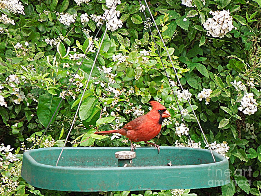 Cardinal at Feeder Photograph by Renee Trenholm