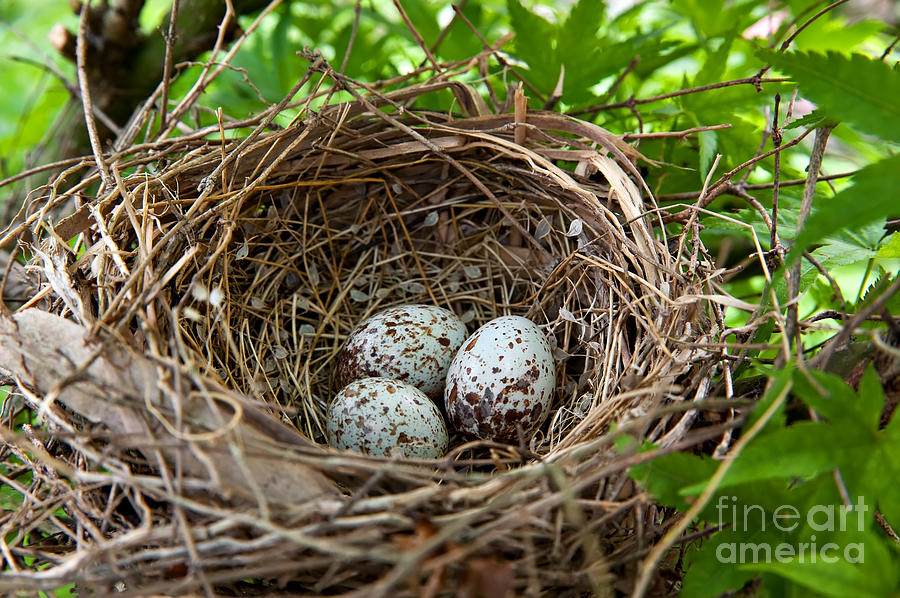 Cardinal Bird Eggs In A Nest Photograph by Anne Kitzman