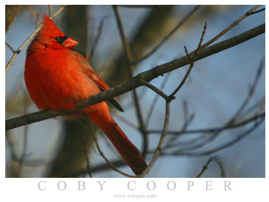 Cardinal Photograph by Coby Cooper