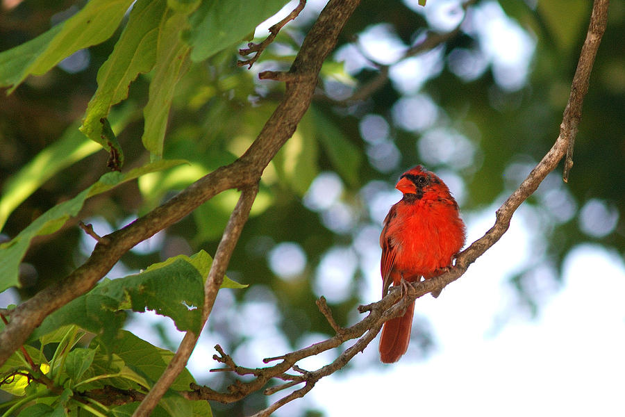 Cardinal - Crop1 Photograph by Janice Adomeit