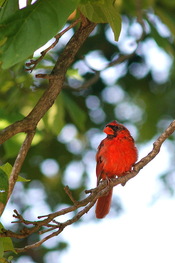 Cardinal - Crop2 Photograph by Janice Adomeit