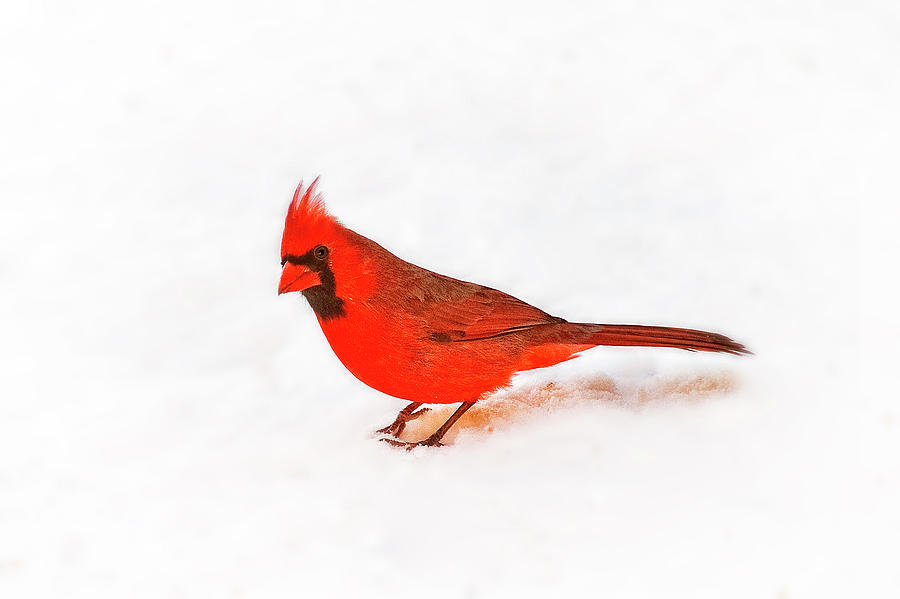 Cardinal Photograph - Young Cardinals Curiosity by Tamyra Ayles