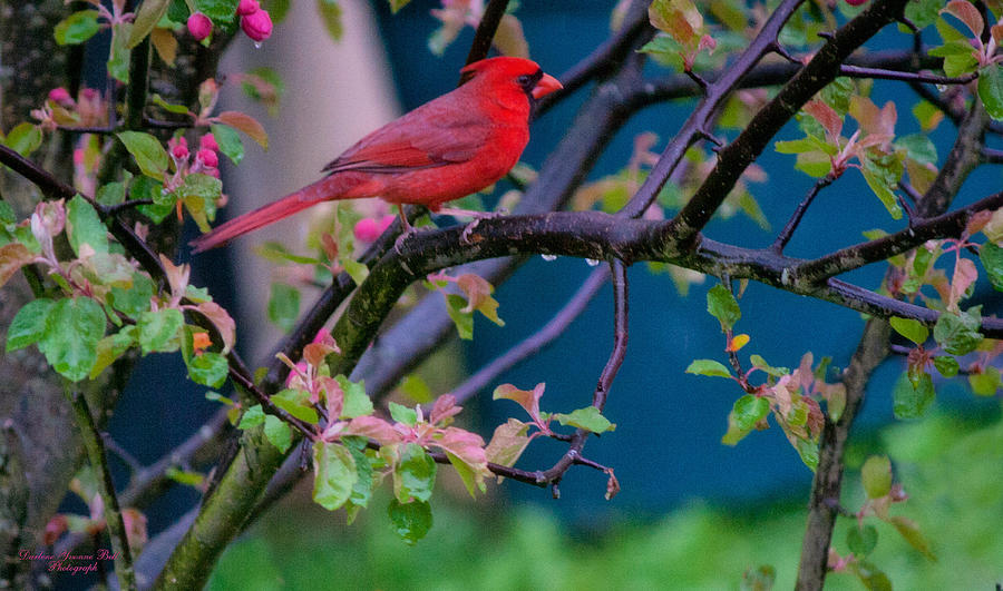 Cardinal Photograph by Darlene Bell - Fine Art America