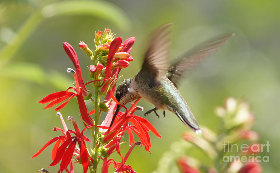 Cardinal Flower and Hummingbird 2 Photograph by Robert E Alter Reflections of Infinity