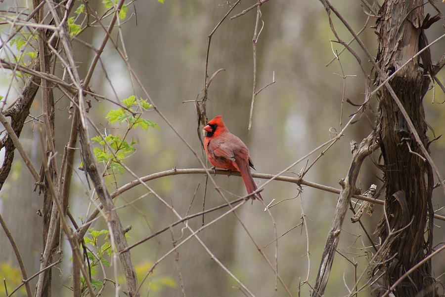 cardinal heather