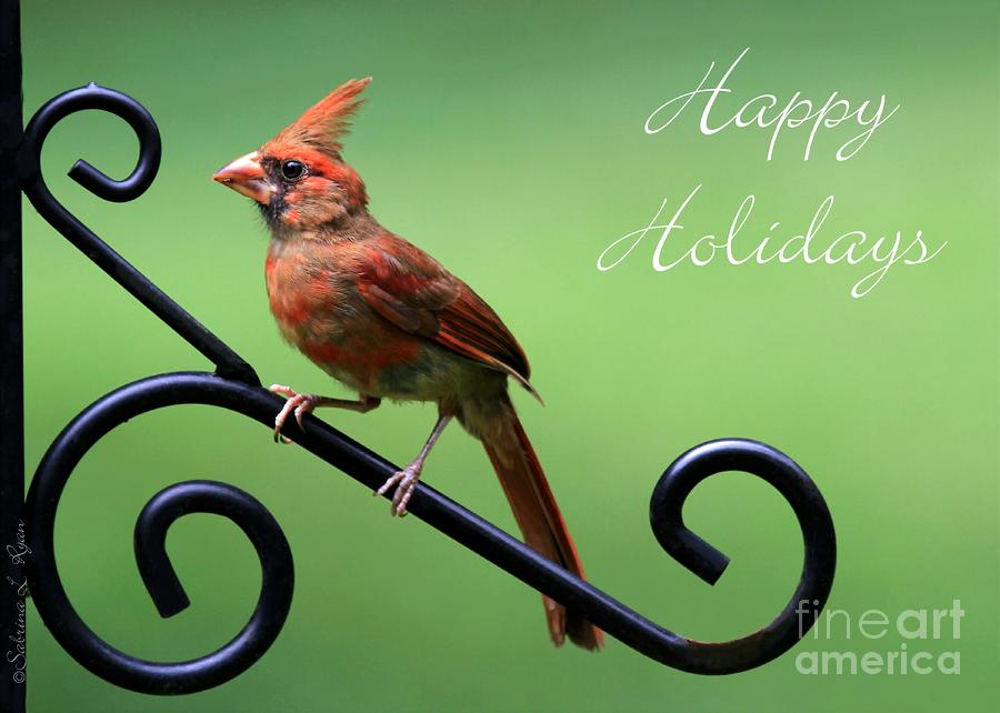 Cardinal Holiday Card Photograph by Sabrina L Ryan