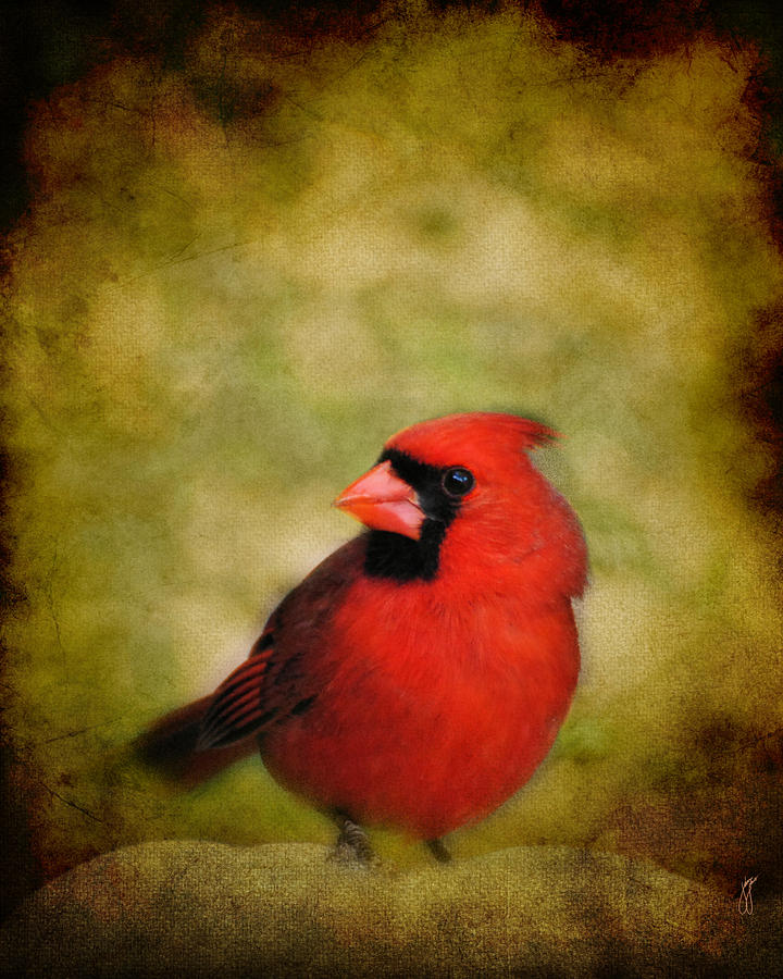 Cardinal I Photograph by Jai Johnson