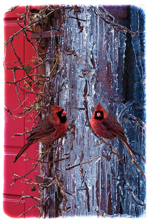 Cardinal Icicles Photograph by Chris Lord