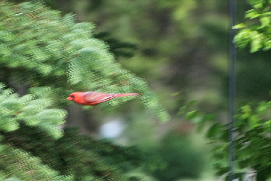 Cardinal in Flight Photograph by Thomas Woolworth