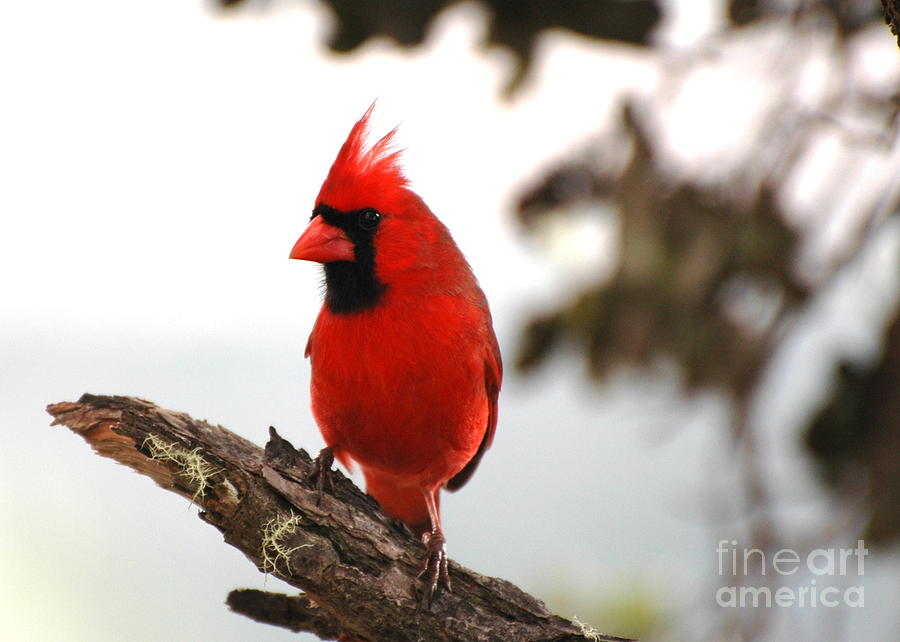 Cardinal in Hawaii Photograph by Johanne Peale