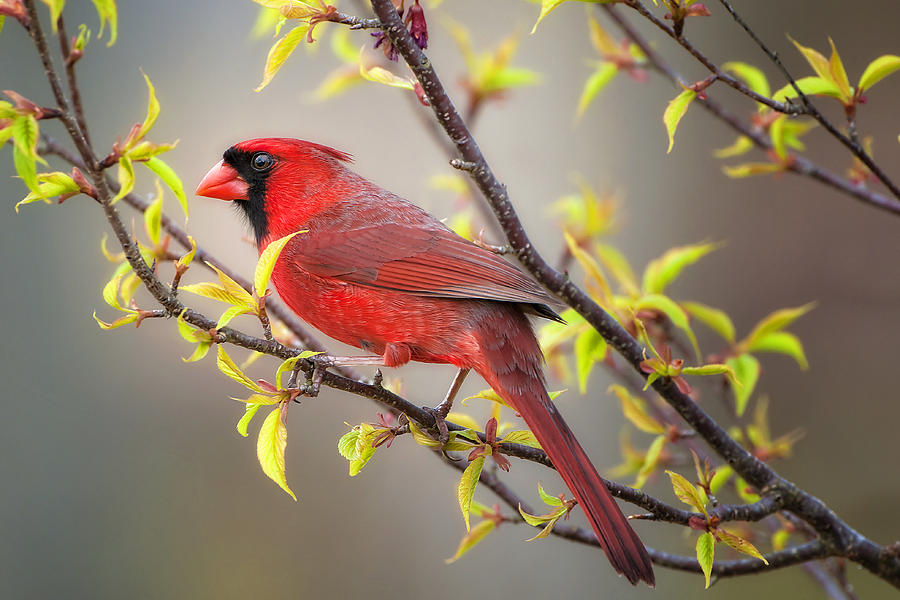 Cardinal in Spring Photograph by Bonnie Barry