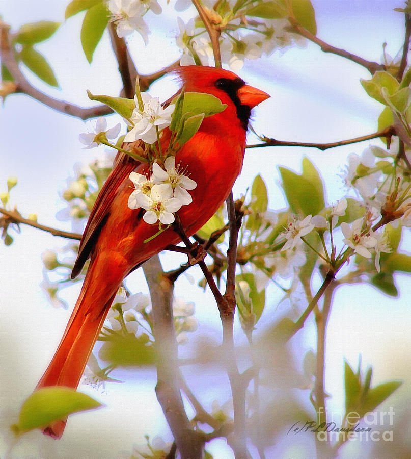Cardinal In Springtime Photograph by Pat Davidson