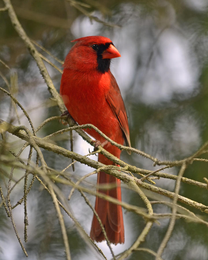Cardinal in Spruce Photograph by Ann Bridges