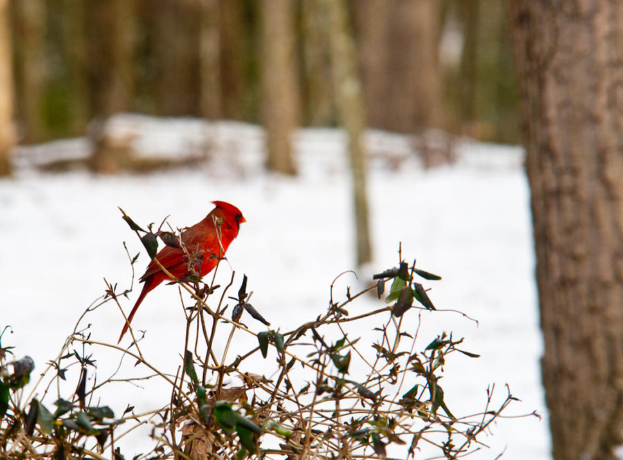 Cardinal in the Snow Photograph by Douglas Barnett