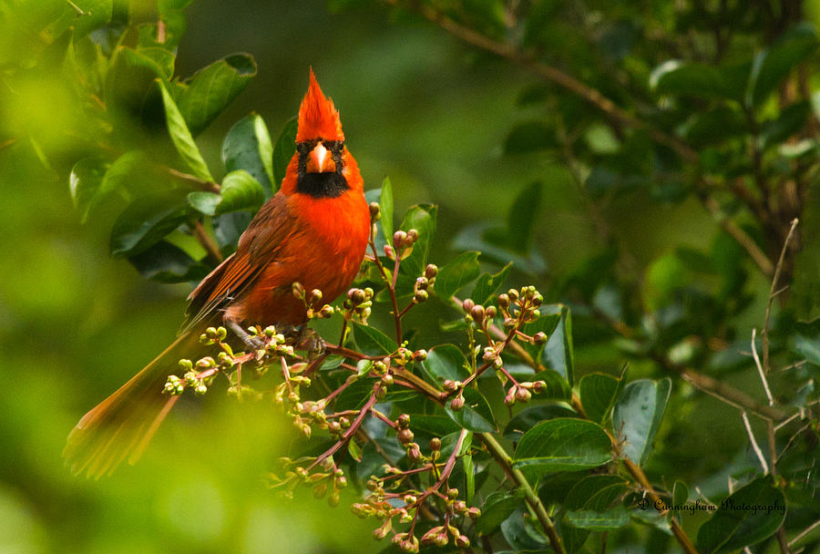 Cardinal In The Tree Photograph by Dorothy Cunningham