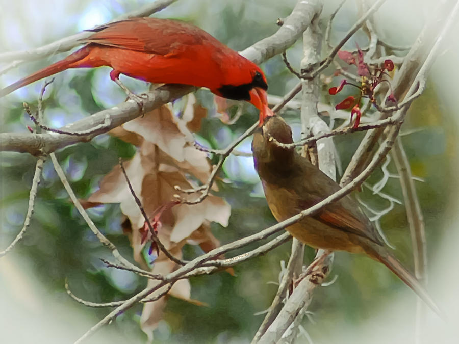 Cardinal Kisses Photograph by DigiArt Diaries by Vicky B Fuller
